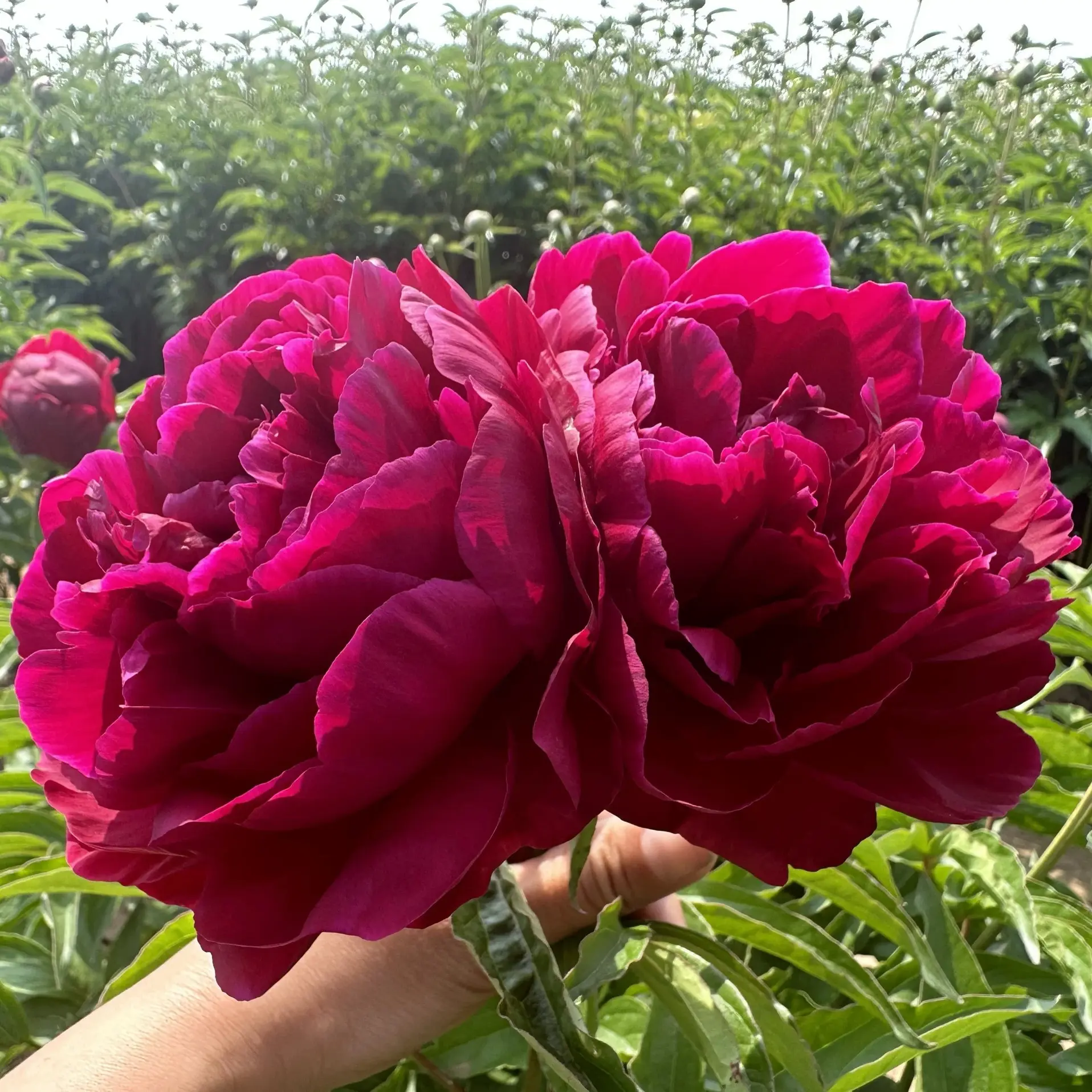 重瓣浓香芍药花苗盆栽种根四季花卉庭院阳台种植大的
