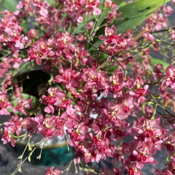 满堂红4-7支梦香兰盆栽（5度以下拍保温）室内阳台红色文心兰多年生