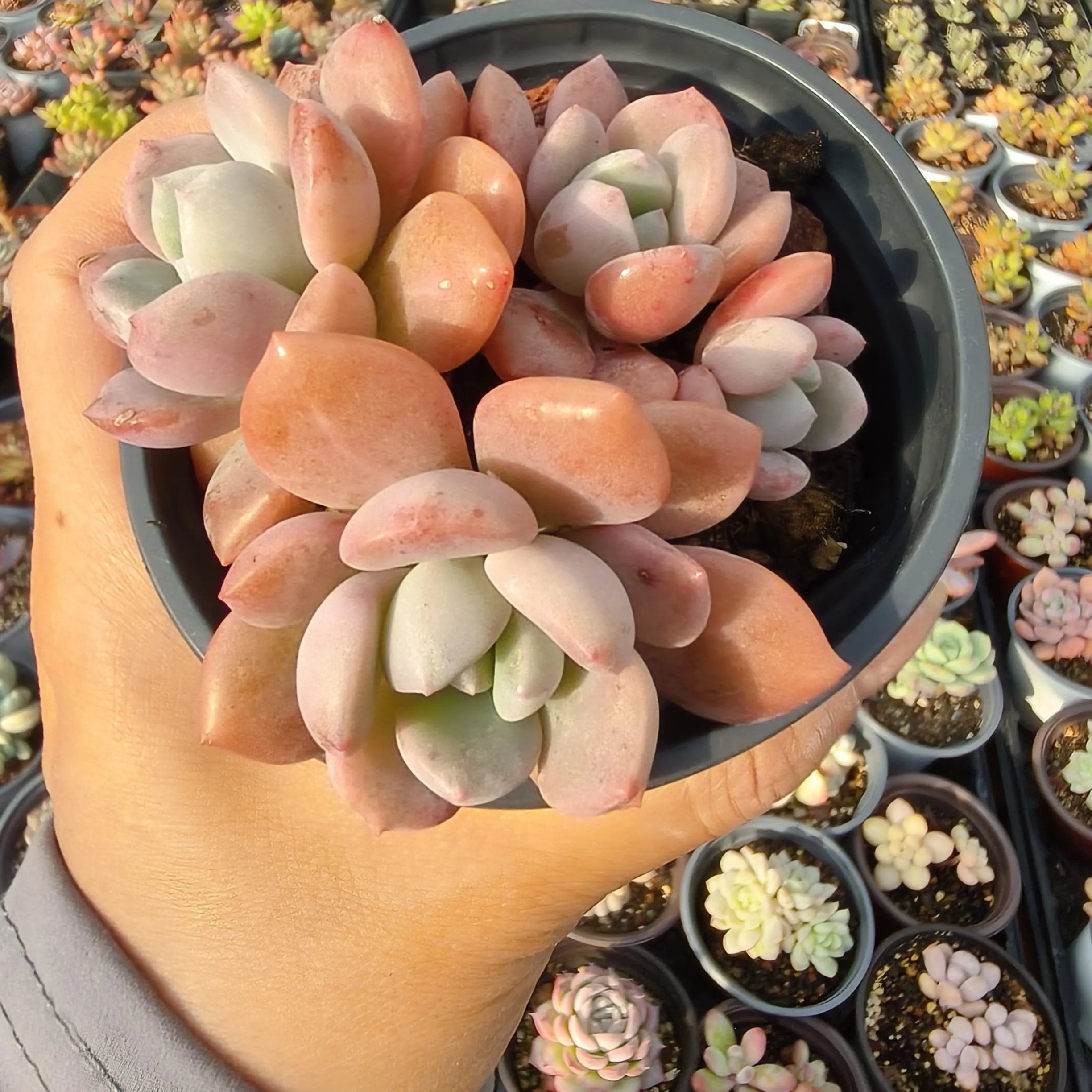 花斑露多肉植物带盆带土好养适合办公室阳台种植