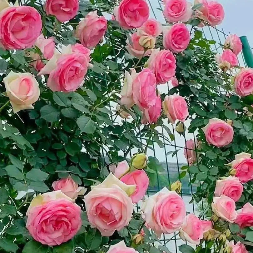 一物一拍专属链接浓香爬藤蔷薇苗玫瑰花月季花苗