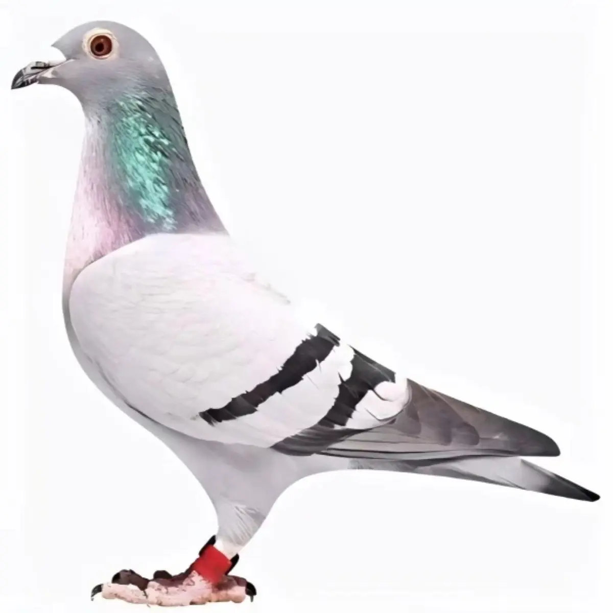 各种颜色的鸽子模型链接