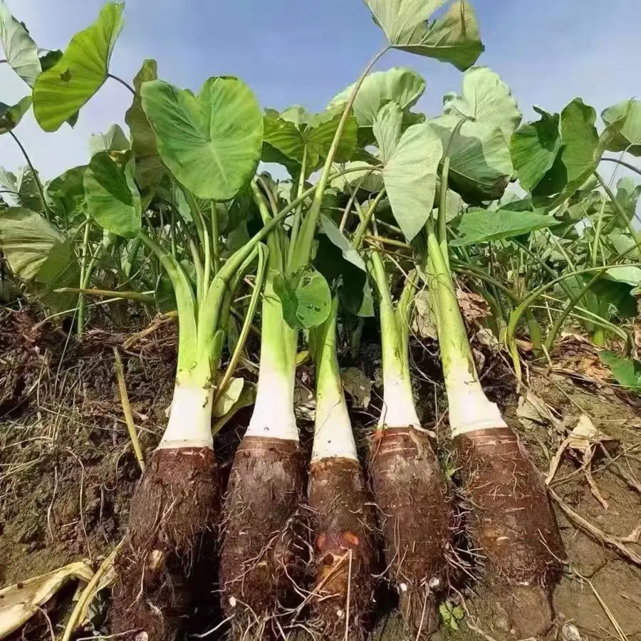 【阿正专属】乐昌张溪炮弹香芋新鲜粉糯香芋头广东韶关特产现挖
