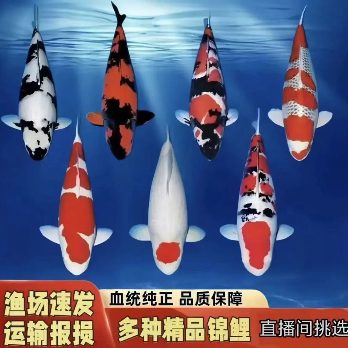 17 - 25厘米红白锦鲤观赏鱼冷水淡水好养耐活