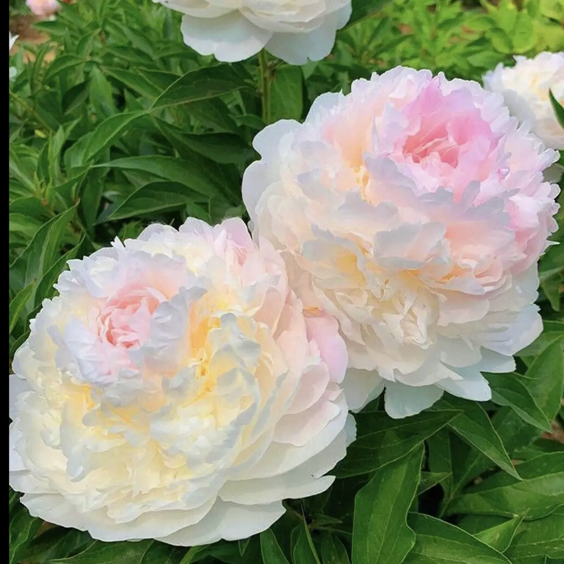 【羞涩女王】进口芍药