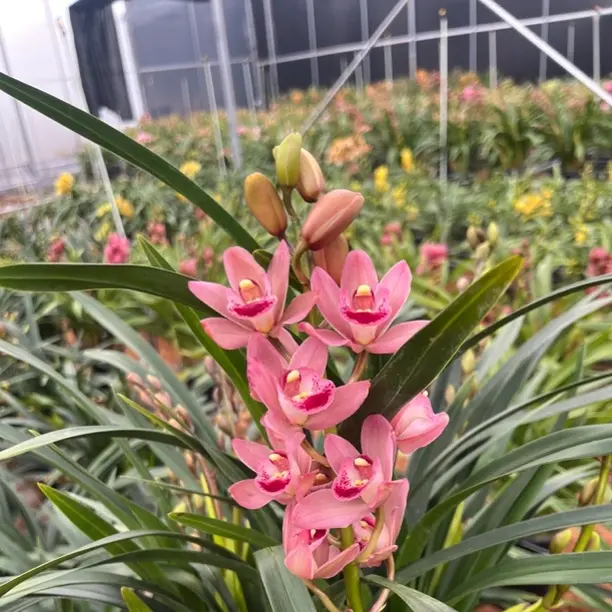 （阿伟家）粉色蕙兰1771