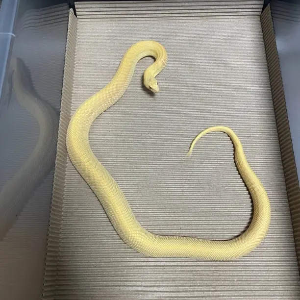 淡黑白无牛牛90g单公解压玩具（下单请与主播联系）