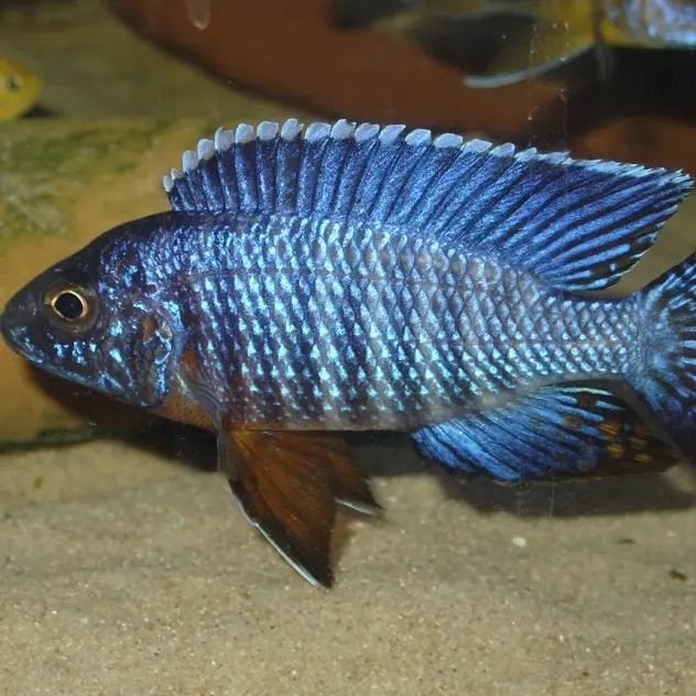 三湖慈鲷鱼观赏鱼马鲷混养群游小型热带淡水活体鱼苗