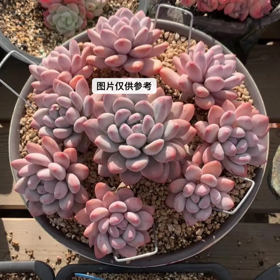 香水红洛神多肉植物带香味圆胖好养适合室内外养殖