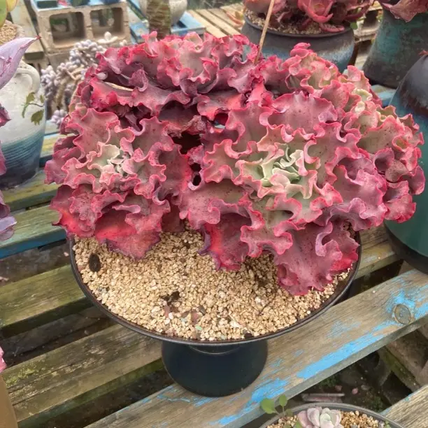 高沙多肉植物新手好养裸根发货