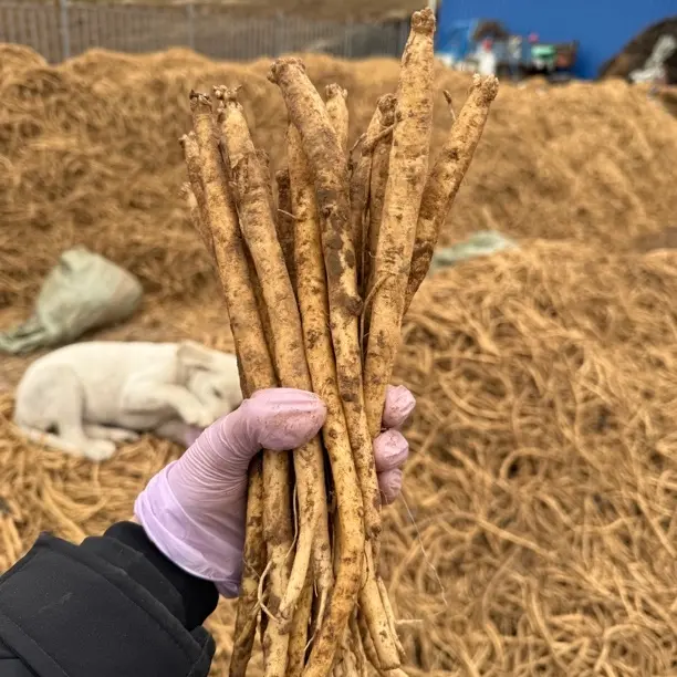 渭源原产地白条鲜党参现挖现发包邮