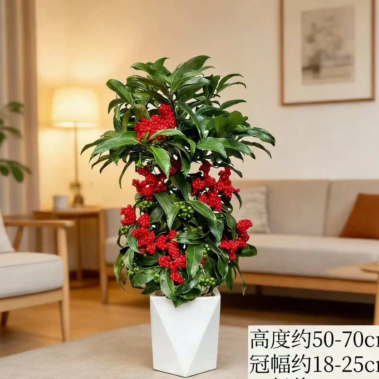 【带红果发货】富贵籽盆栽室内客厅喜庆好养招财绿植