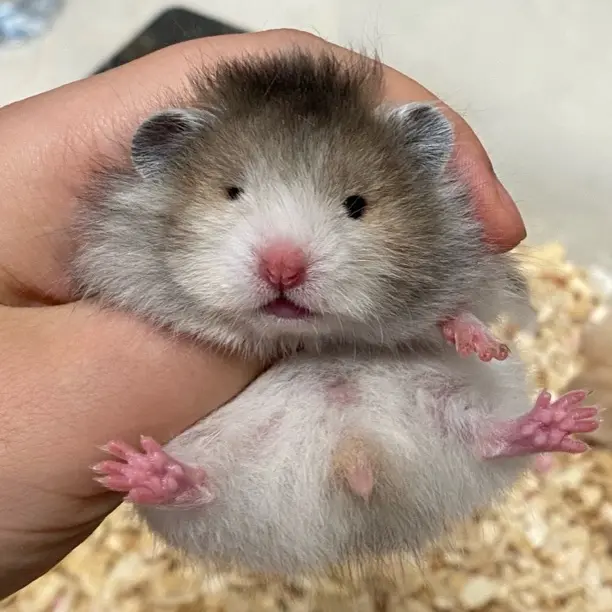 家养宠物仓鼠金丝熊长毛温顺可爱自家养殖