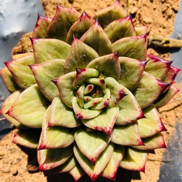 地栽蔷薇锦  多肉植物