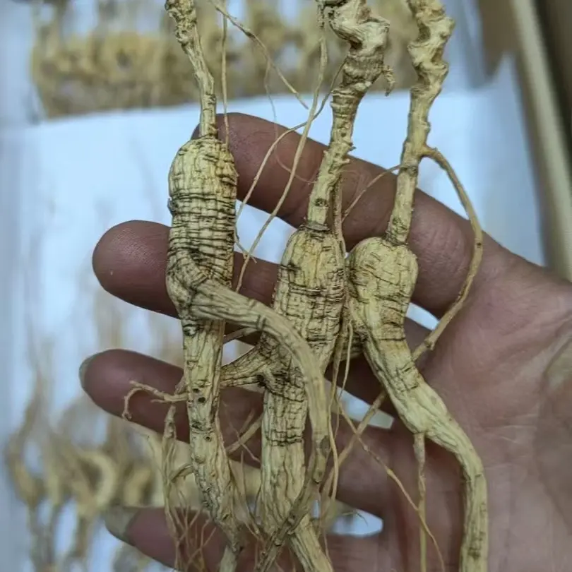 林下参籽货18年干参无残无绣，适合自家用或者送礼，图片实拍，