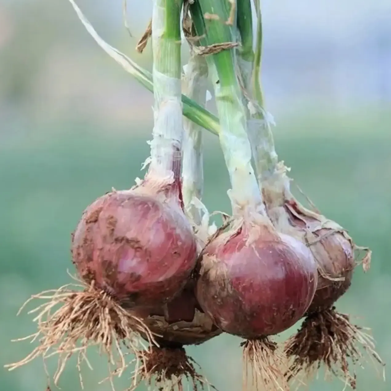 云南特产洋葱 产地直采新鲜可生吃