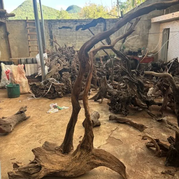 清香木毛料天然灯架