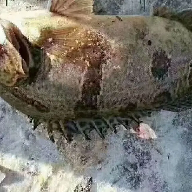 东北冷水野生鳌花鱼，鱼中精品！