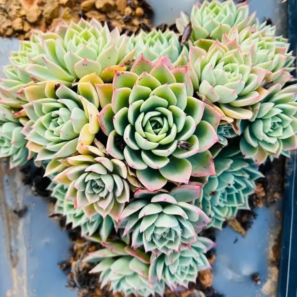 地栽三色堇群生  24CM多肉植物