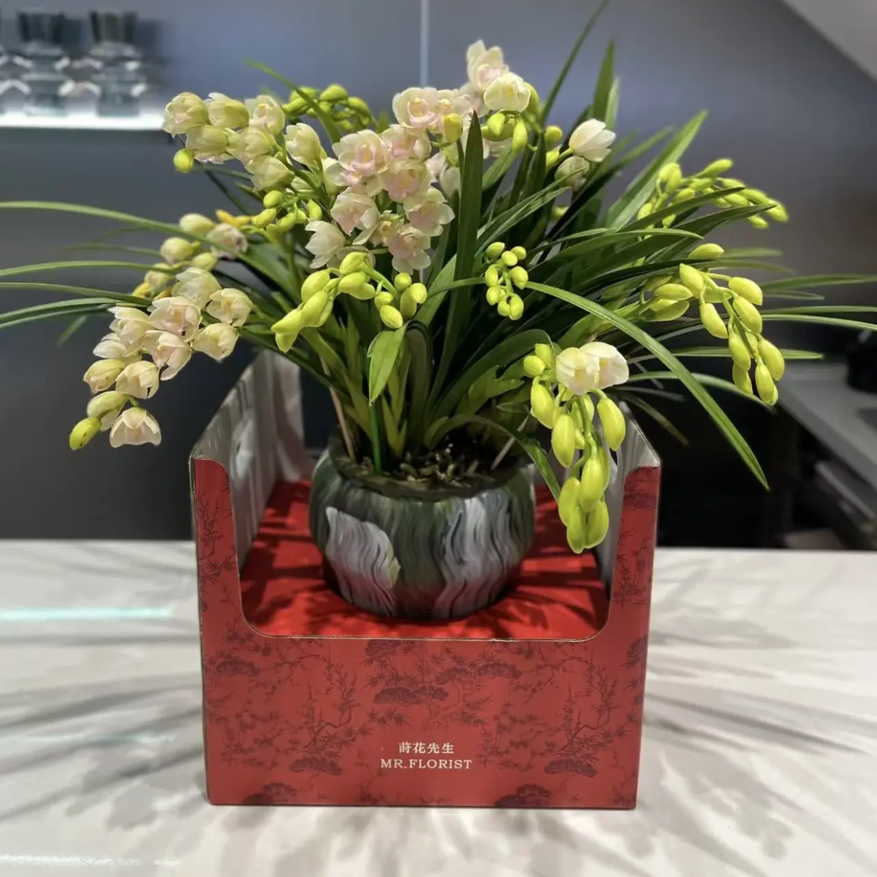 岸芷汀兰【白玉香兰】大花惠兰桌摆款白色花系稀有名品好养基地直发