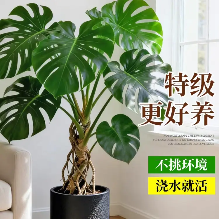 80 - 100公分开背老桩龟背竹室内水培土培绿植净化空气四季常青