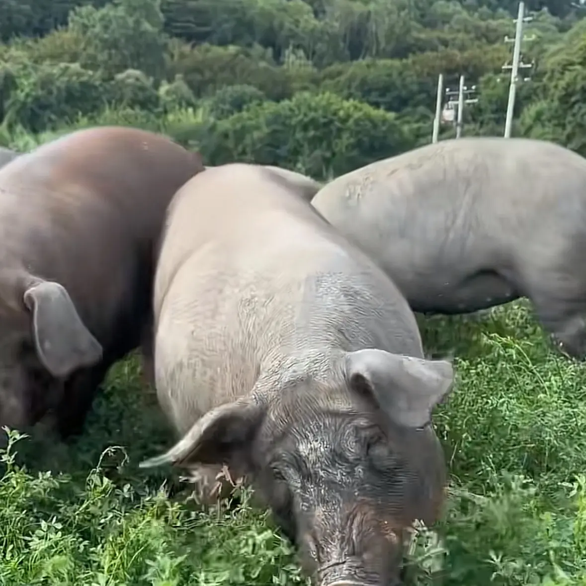 贵州高山熟食猪肉【新鲜肉、杂】不是熟食猪肉假一罚十）