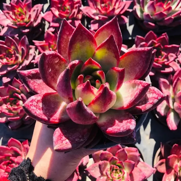 红罗宾多肉植物带盆带土发货新手好养可室内养护