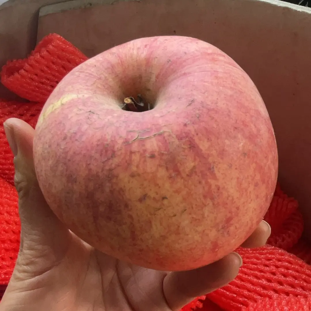 【微瑕疵】烟台栖霞红富士苹果脆甜多汁现摘新鲜