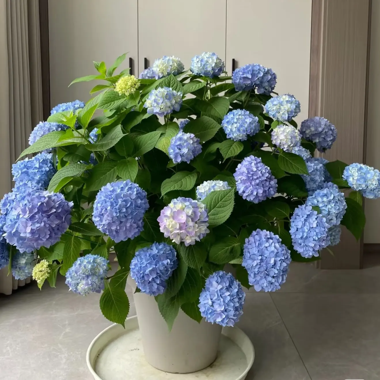 绣球花苗盆栽多年生庭院阳台四季好养花卉
