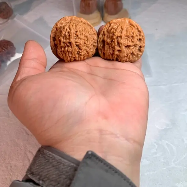 双11福利1，45+尺手工打底全品大菊花底球疆