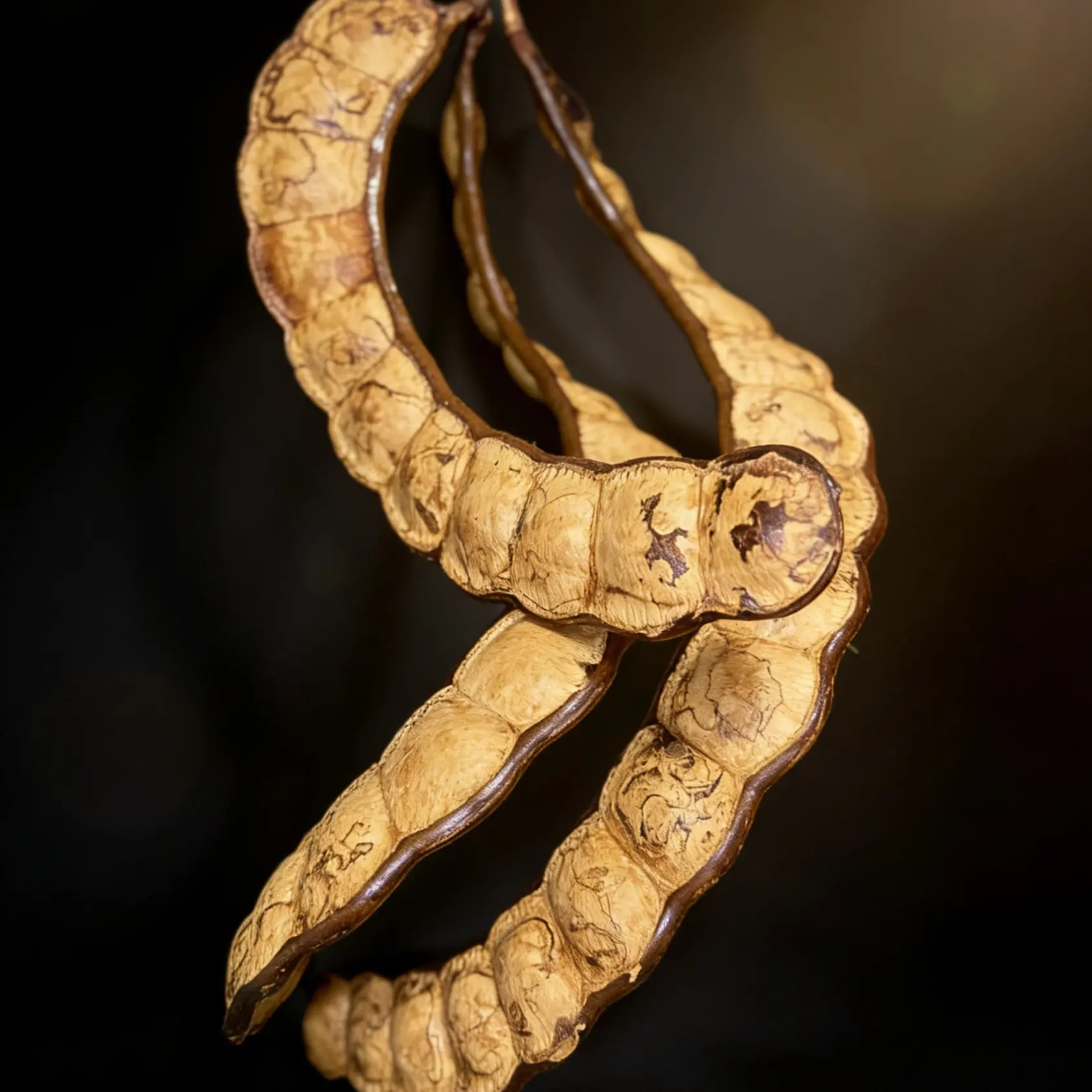 云南热带雨林过江龙平安豆榼藤植物装饰DIY手工文玩豆