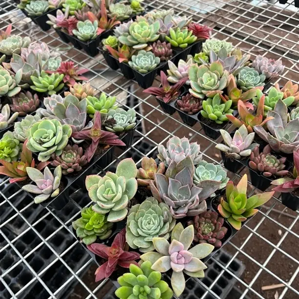 多肉植物组合盆栽室内绿植花卉好养防辐射新手套餐