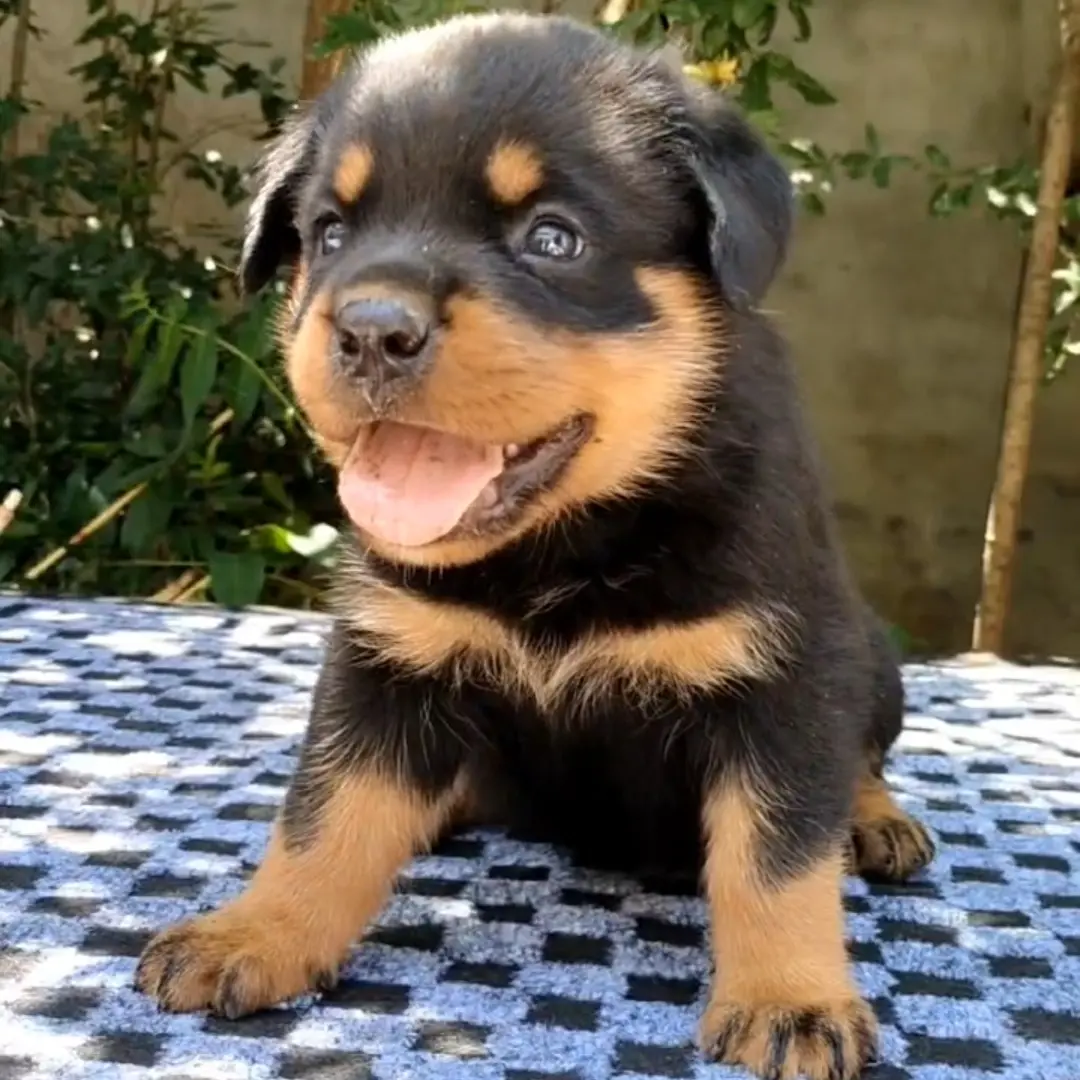护卫犬幼犬，活体宝宝，特殊商品考虑清楚再下单，下单不退不换，谢谢