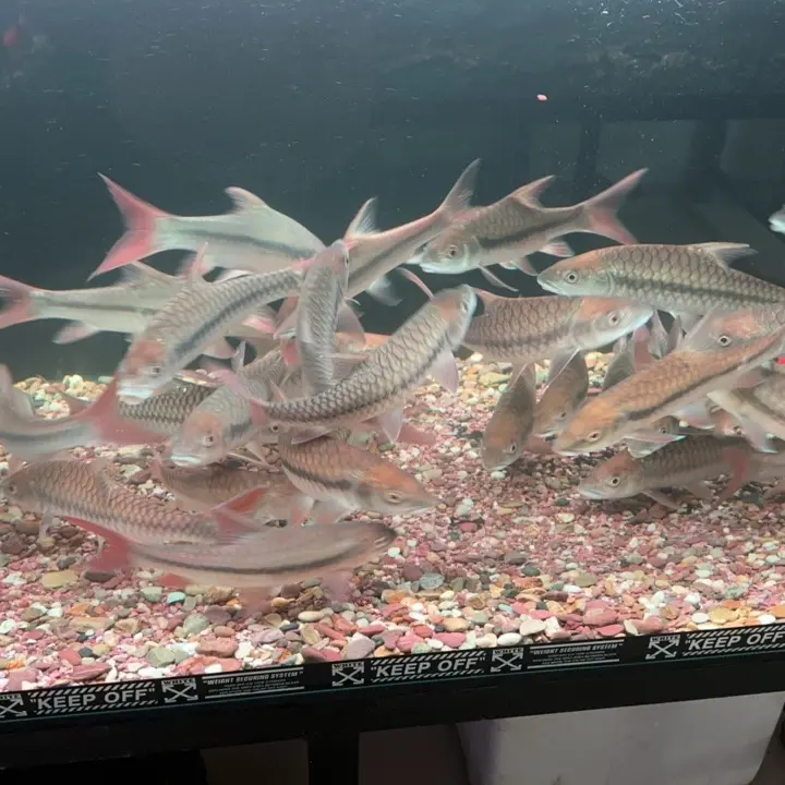 野生红吉罗观赏鱼活体