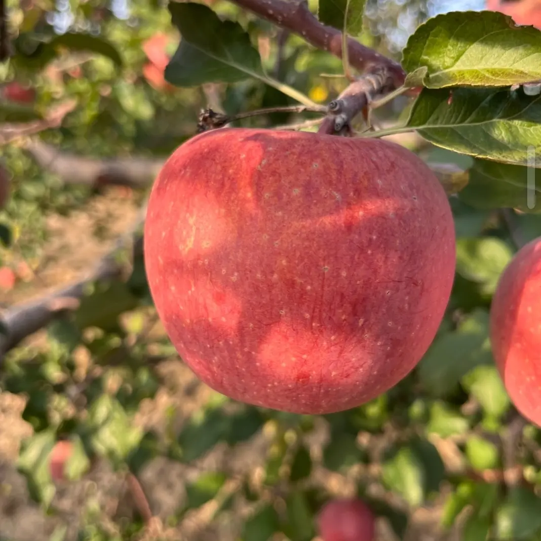 陕北脆甜苹果三拼（维纳斯，瑞雪，红富士）
