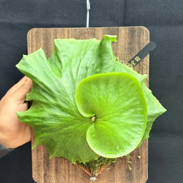 皇冠鹿角蕨手脸完整纹路完美可挂墙观叶植物