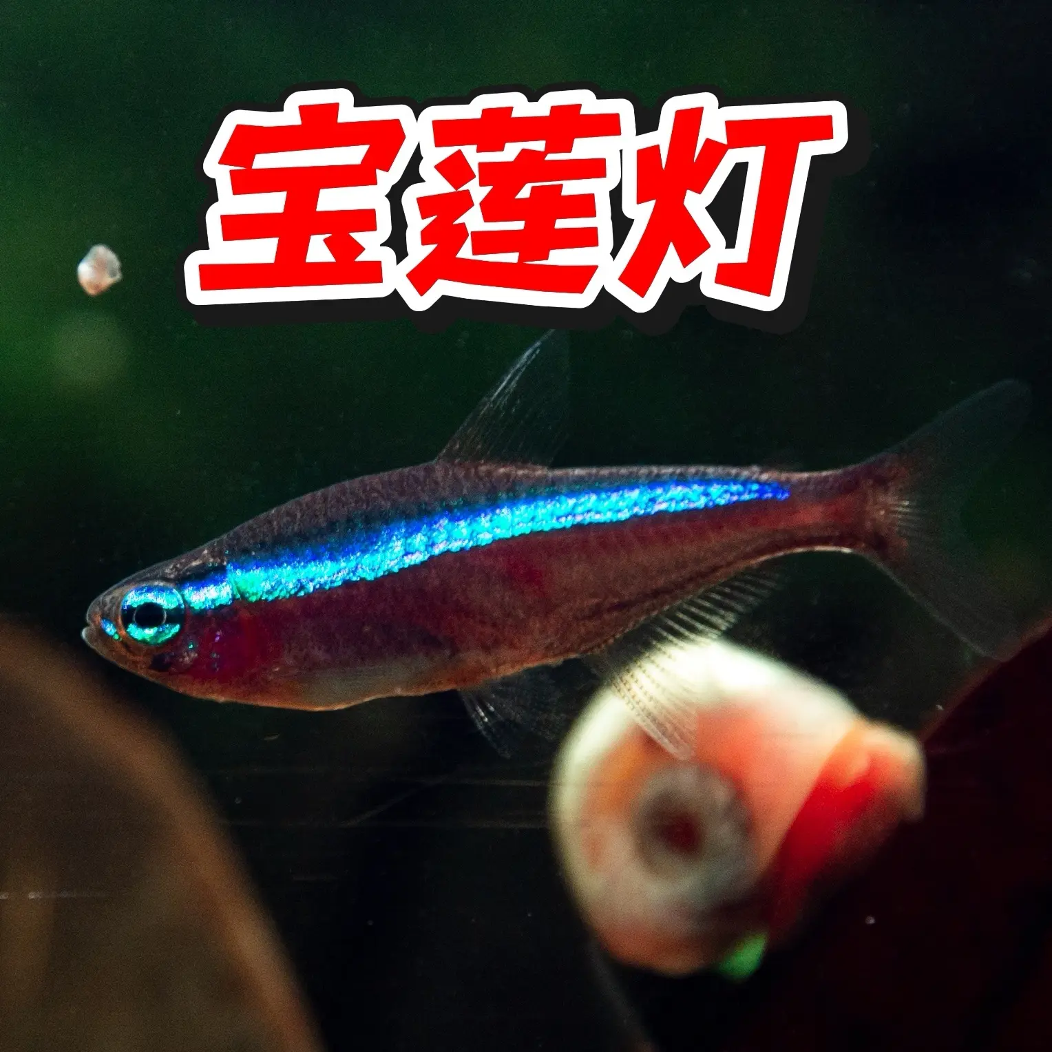 宝莲灯活体热带观赏鱼小型灯科鱼淡水群游水草缸鱼苗宠物鱼樱花虾