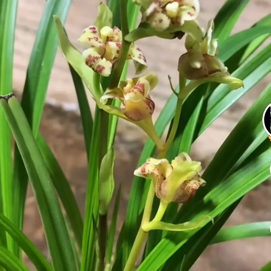 兰花秋芝五子登科