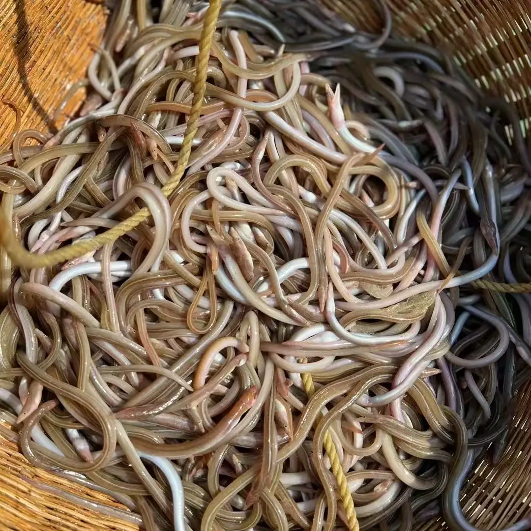 野生本地小海鳝真空打包