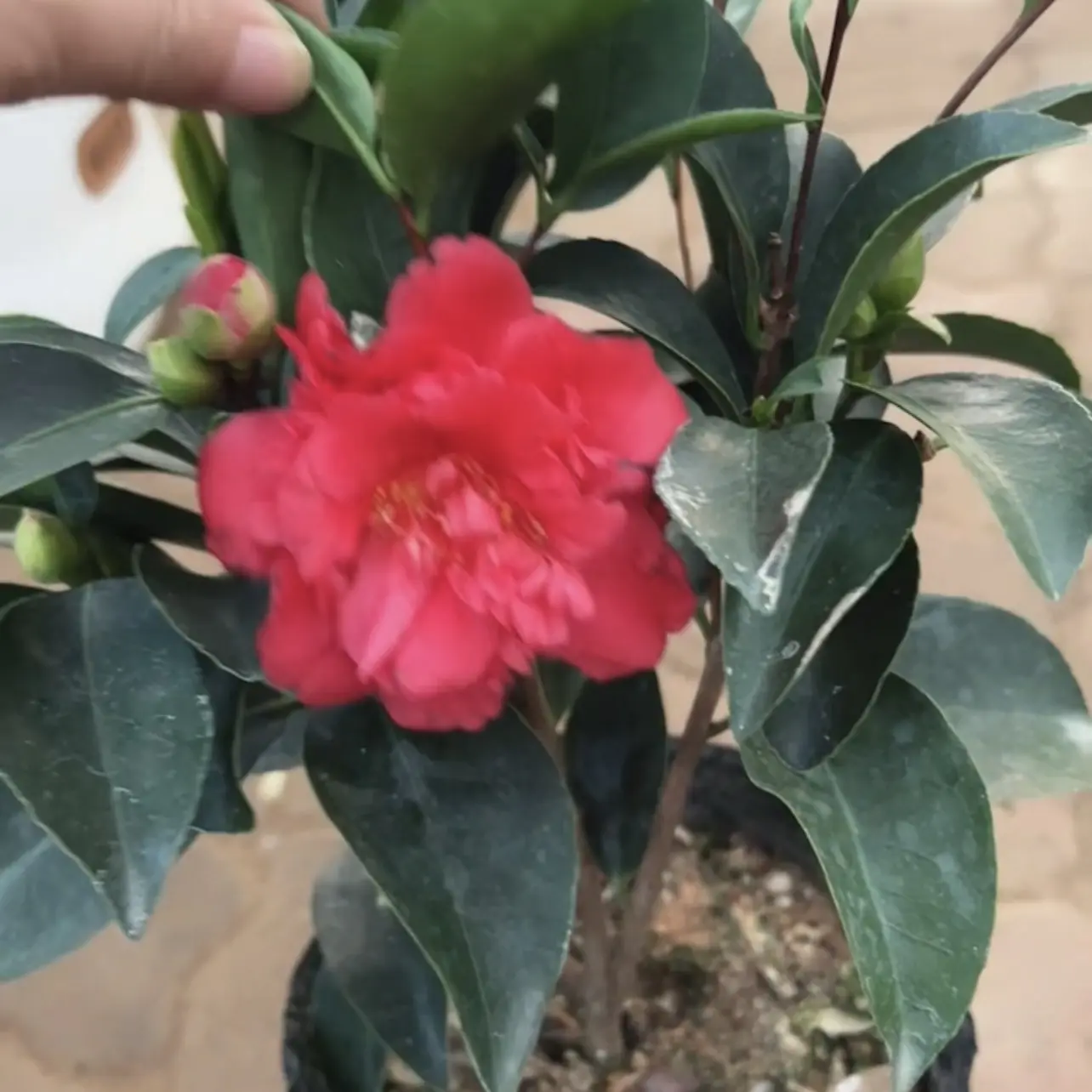 四季茶花树苗盆栽带花苞室内外好养耐寒花卉、不含盆