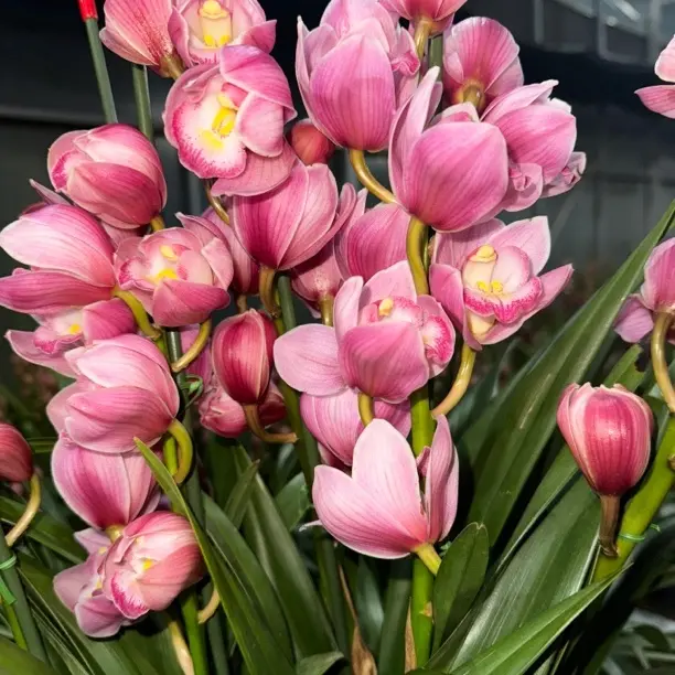 粉色大花惠兰 粉宝贝 年宵花 可桌摆可地摆 基地直发