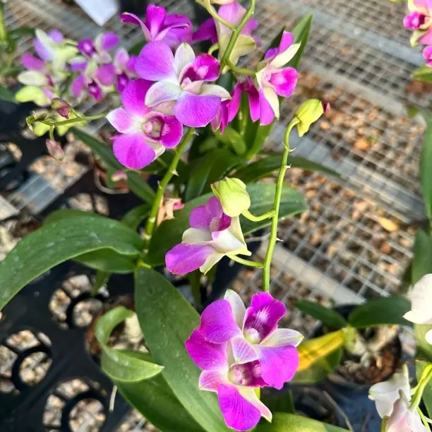 仅限承德地区购买红泼墨石斛兰带花