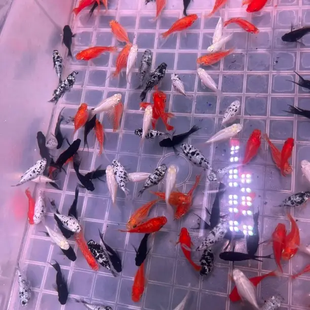 精品玛丽球鱼种鱼热带淡水胎生小鱼好养新手适用带孕