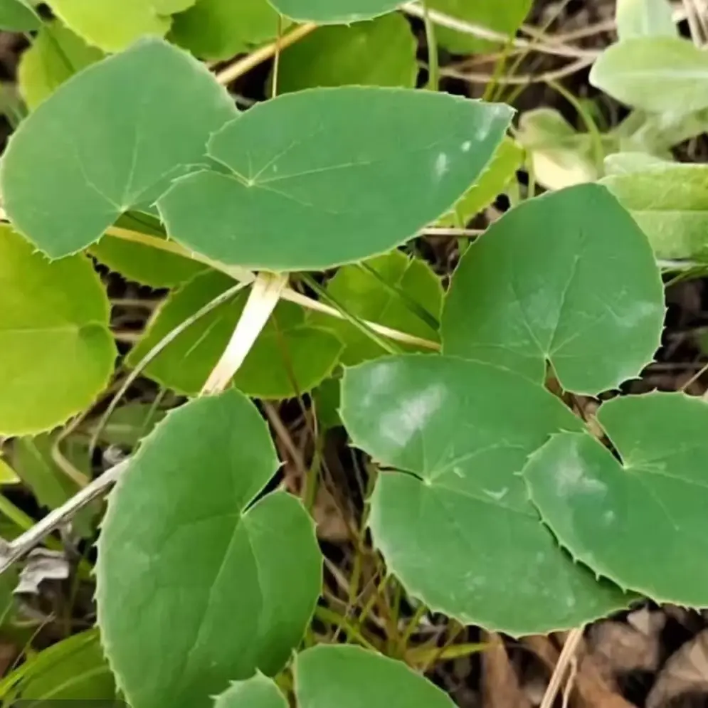 甘肃深山采摘自然晾晒小圆叶手工挑选泡水搭配药材（不带侧枝）