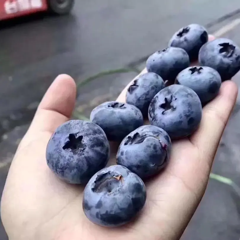 云南玉溪澄江抚仙湖花香蓝莓产地直发