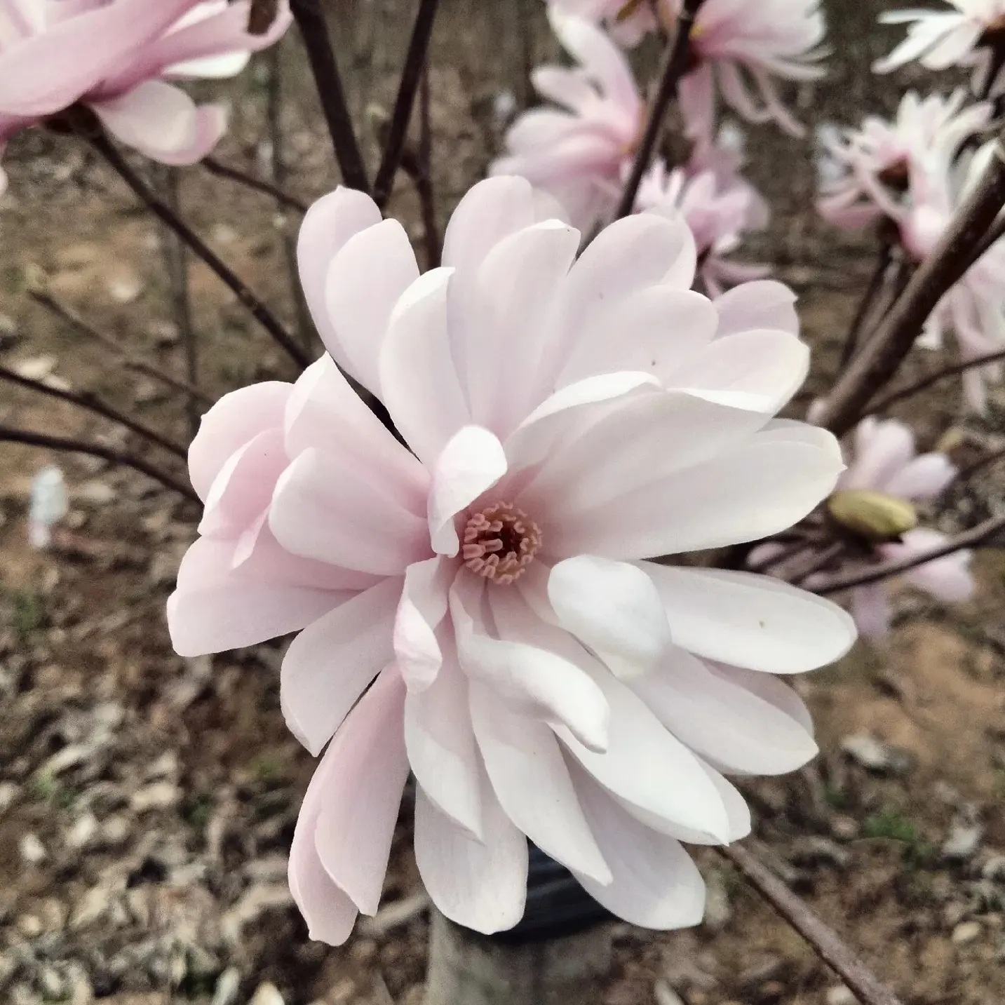 星花玉兰带花苞室内外耐寒好养盆栽地栽花卉绿植