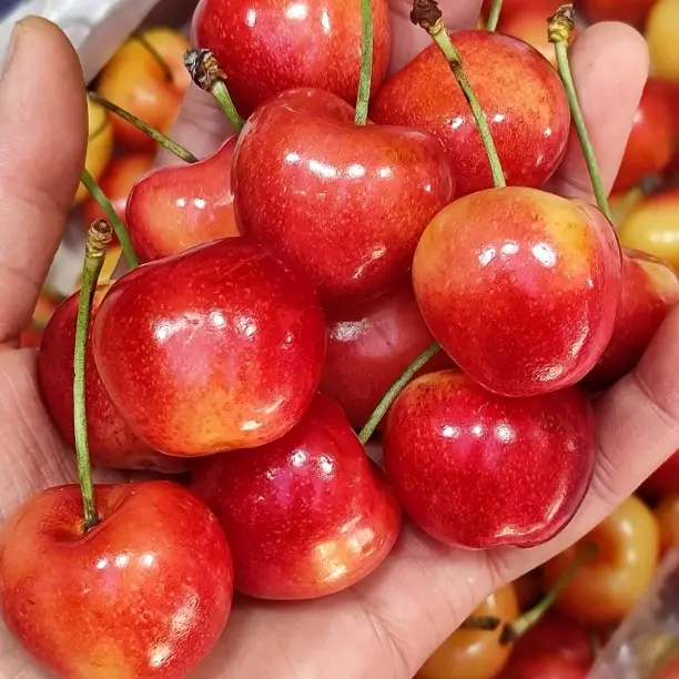 林烁严选 智利进口当季限定空运2J斯凯拉雷车厘子脆甜内附果径卡