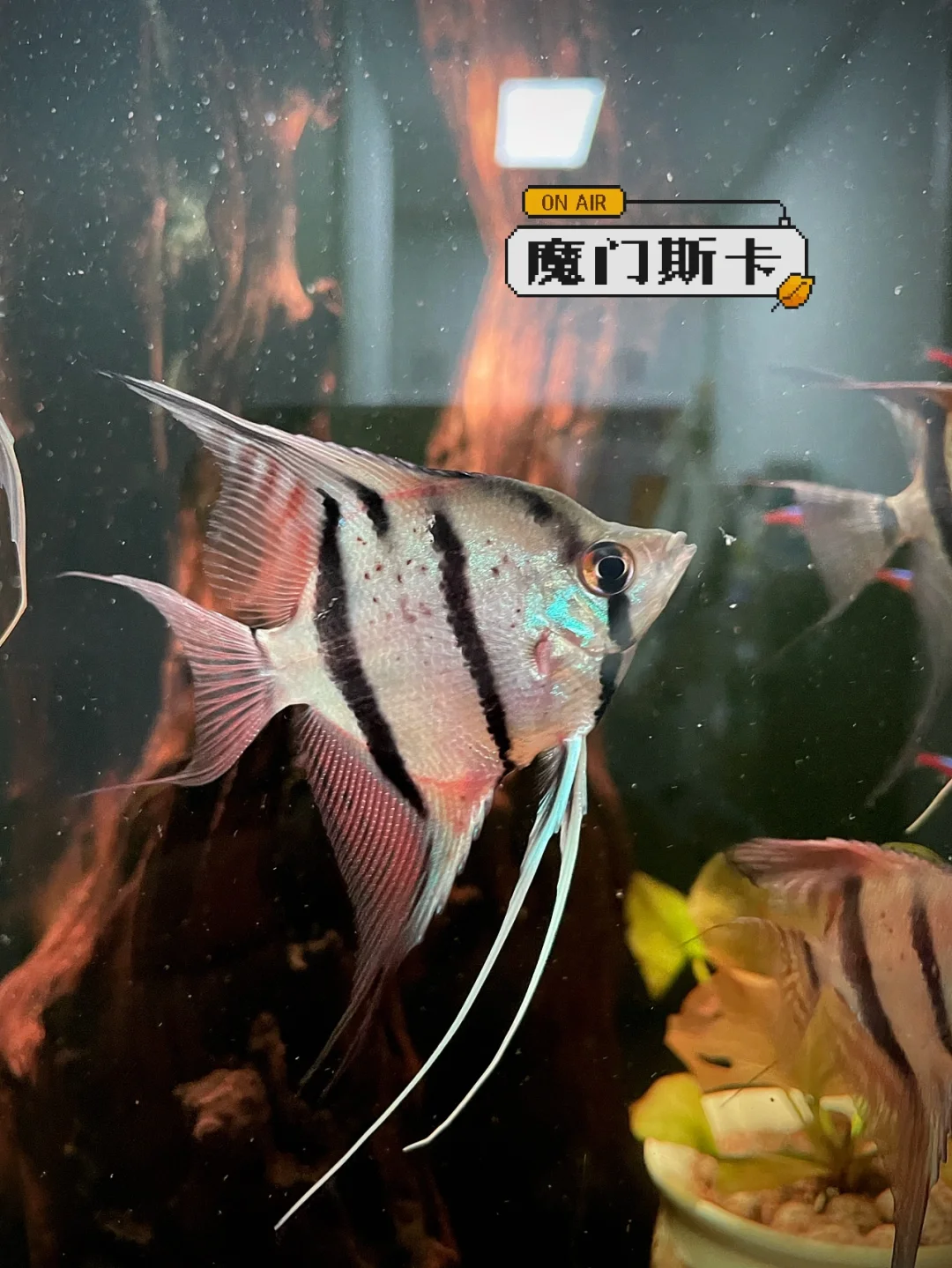 魔门斯卡燕鱼苗（F1) 2条+红顶燕鱼苗2条+三彩大红袍燕鱼苗2条