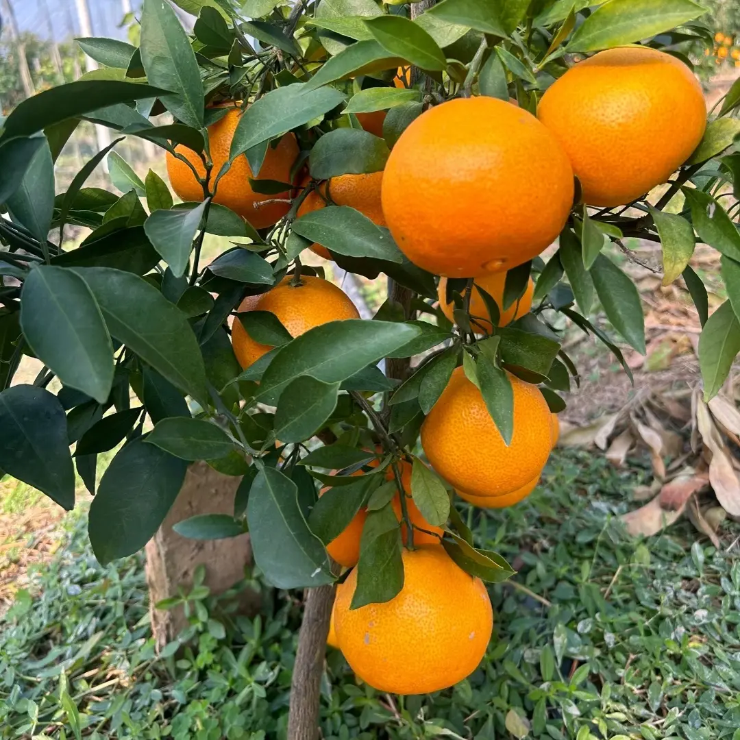 正宗红美人农家甜橙子现摘新鲜水果产地直发皮薄多汁