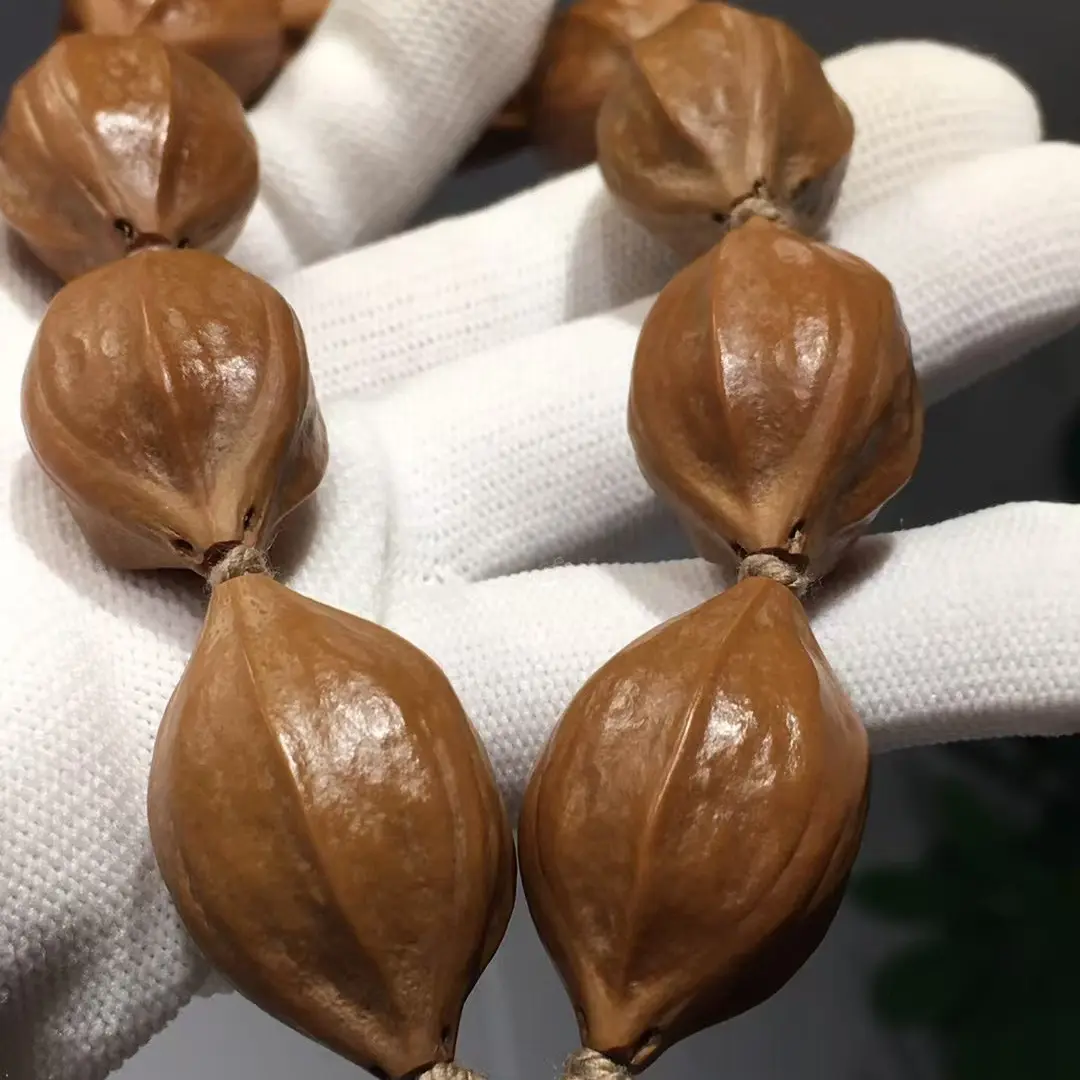 橄榄核原皮素串1.9