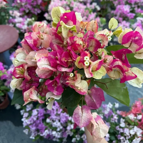 【印度画报】三角梅勤花爬藤四季开花盆栽花卉带花发货好养易活